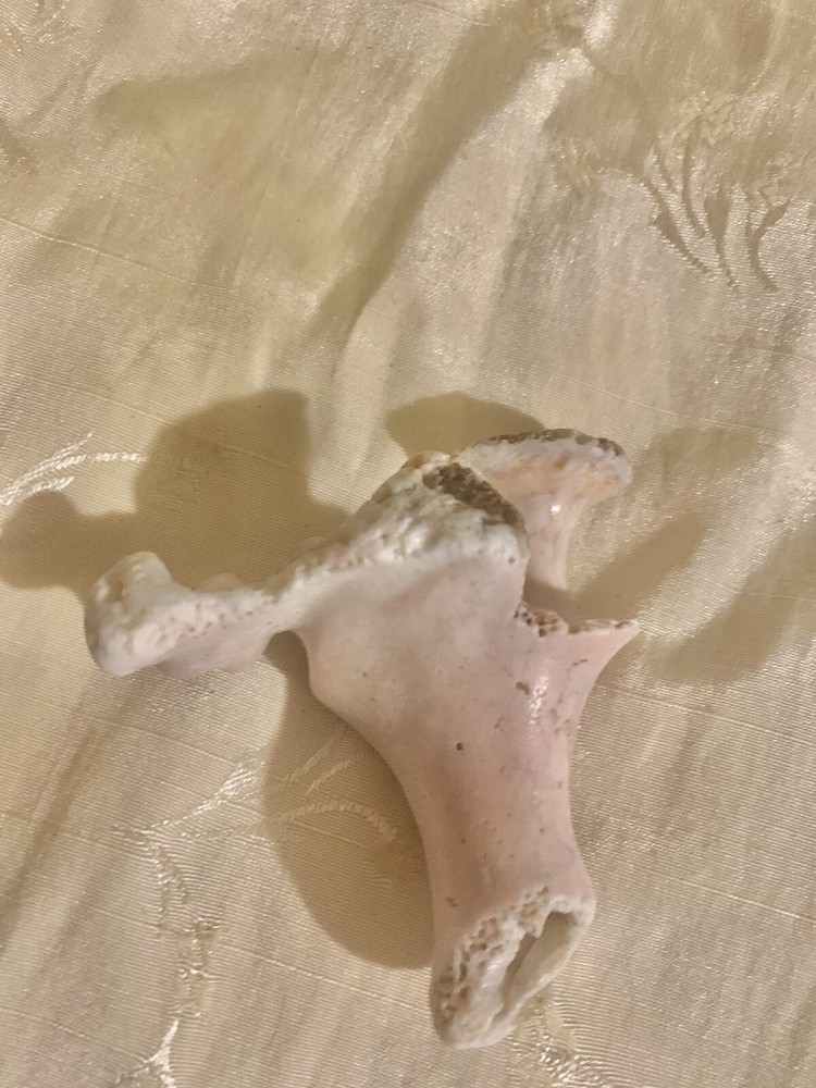 Conch Shell Interior Fossil