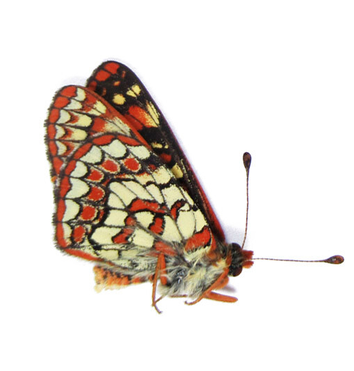 EUPHYDRYAS EDITHA RUBICUNDA 1M