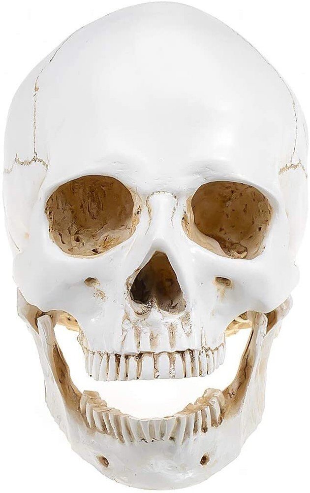 Large Size Retro Removable Human Skull Model Anatomical Teaching Skeleton Head