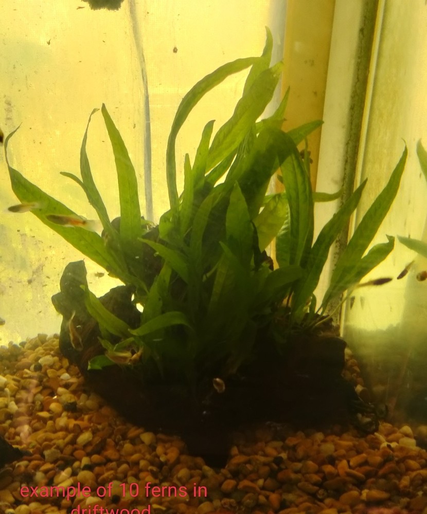 java fern aquarium plant