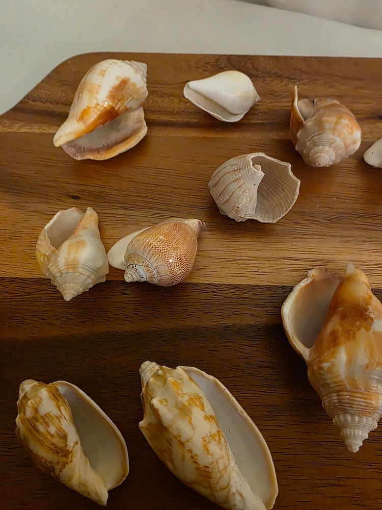 Ocean Seashell Lot - Estate Find