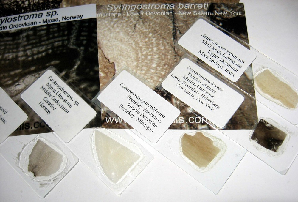 Ordovician Devonian stromatopora stromatoporoid microscope thin sections 5 types