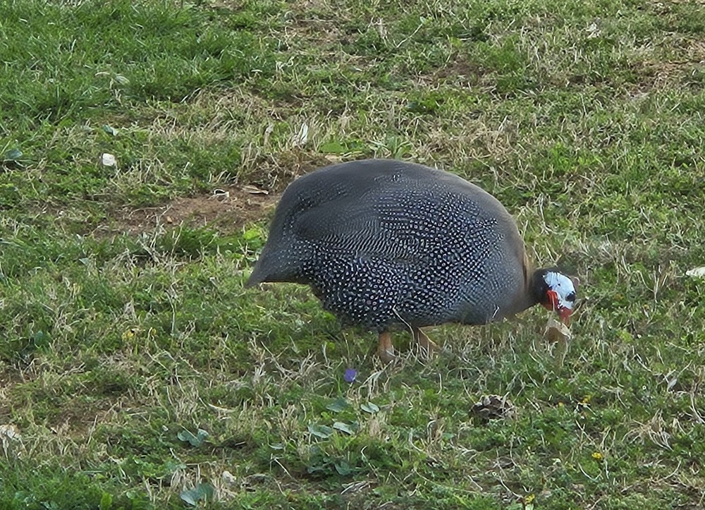 12 Guinea Fowl Hatching Eggs