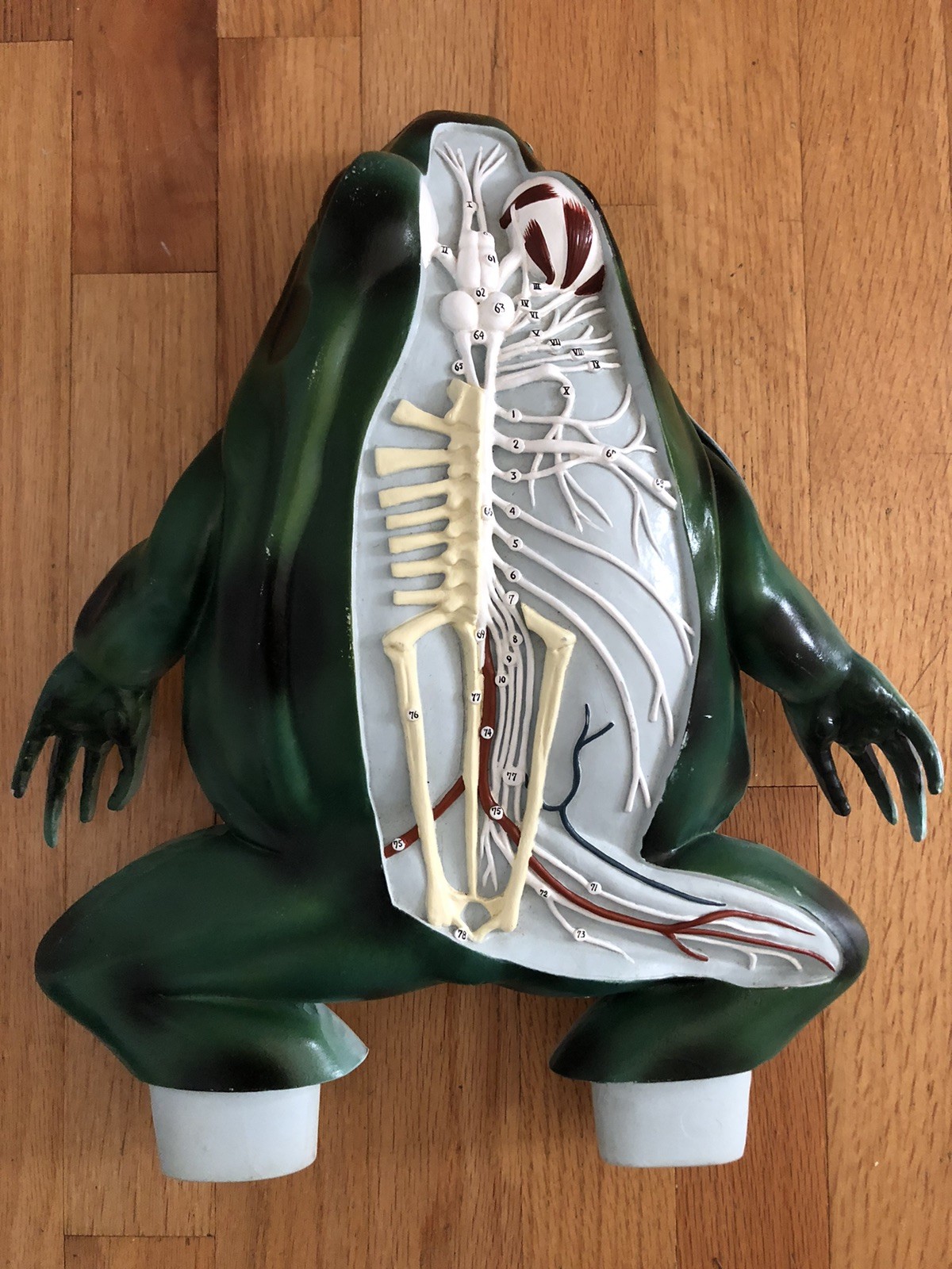 VTG Nystrom Bull Frog 3D Numbered Model Dissection Anatomy Biological 1970s 16"