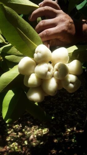 Kong White Wax Jambu - Syzygium samarangense - Java Apple - Wax Apple