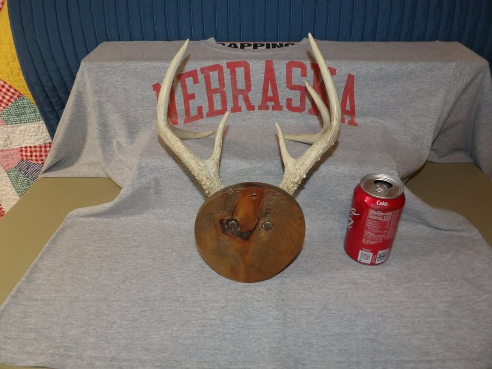 Vintage Mounted Deer 7 Point Antler On Plaque Rustic