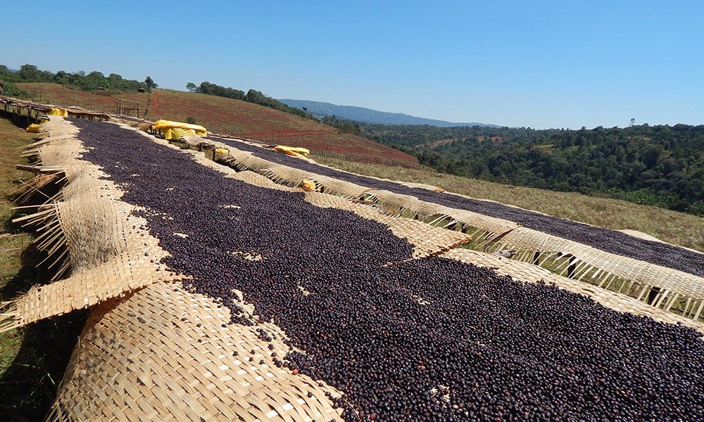 100% MOCHA JAVA COFFEE BEANS DARK ROASTED 5 POUNDS