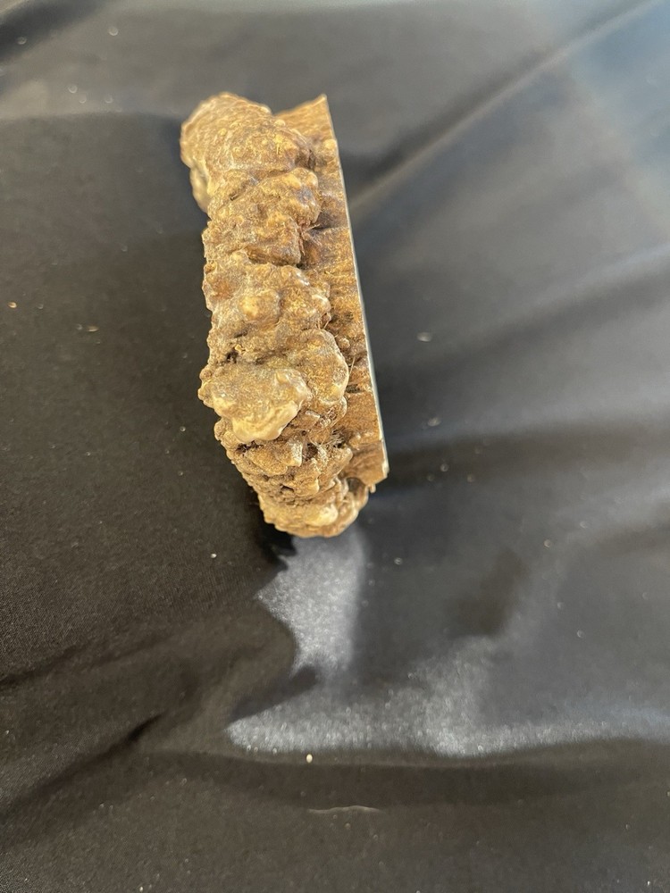 NICE LARGE ELK BURR/ROSETTE/CROWN