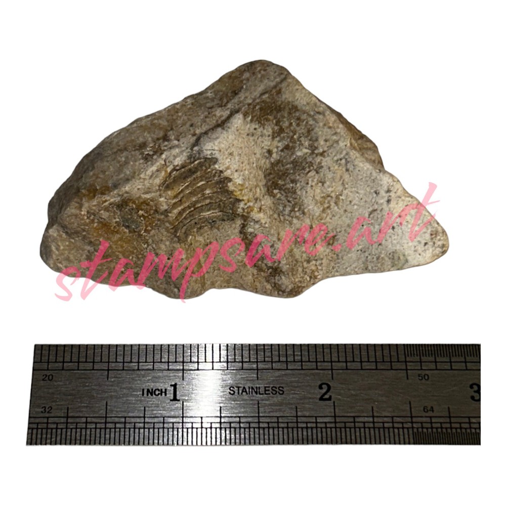 Four Imprint Fossils