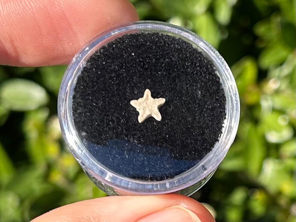 Utah Fossil Star Crinoid in Case Pentacrinus Jurassic Age Echinoderm