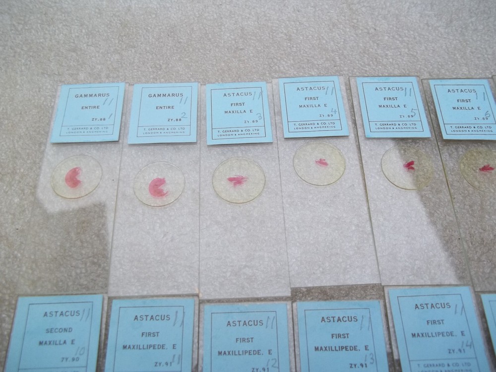 Vintage Glass Microscope Slides -