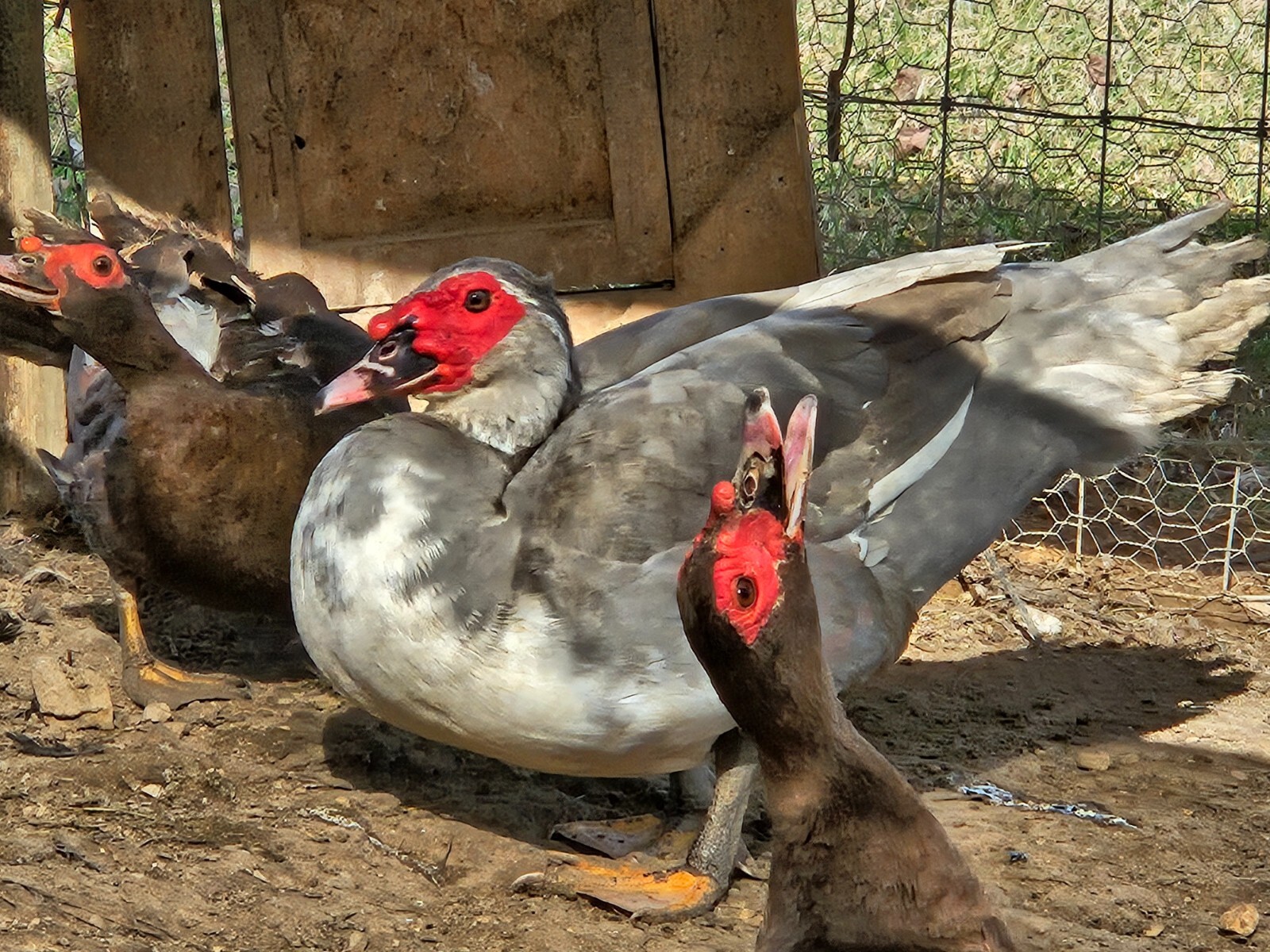 6+2 Muscovy Duck Hatching Eggs