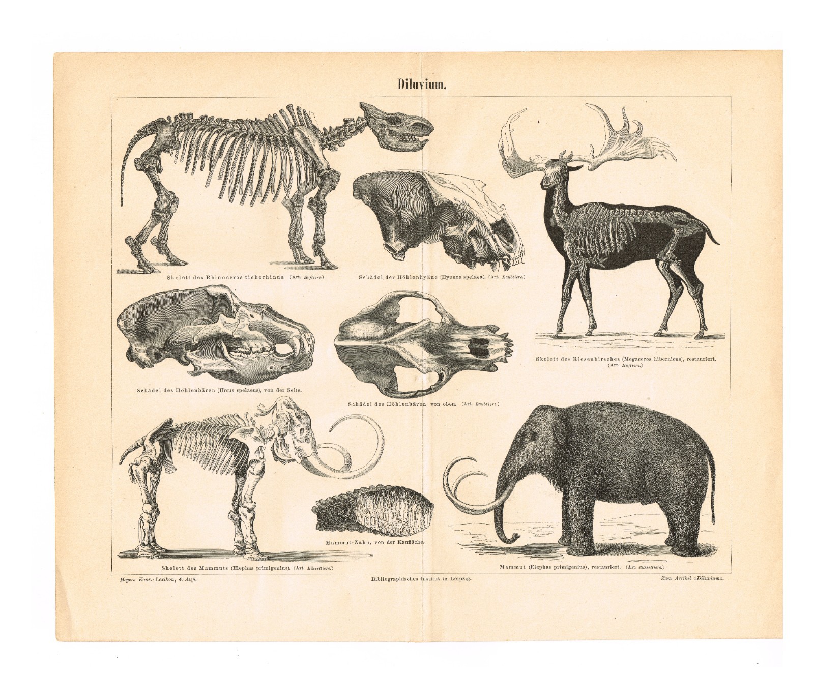 Paleontology Mammoth Bones $ Skull FOSSILS  Antique Vintage Authentic Print 1892