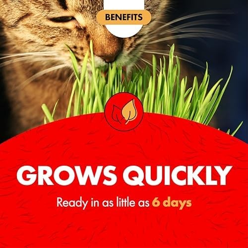 Indoor Cat Grass Kit