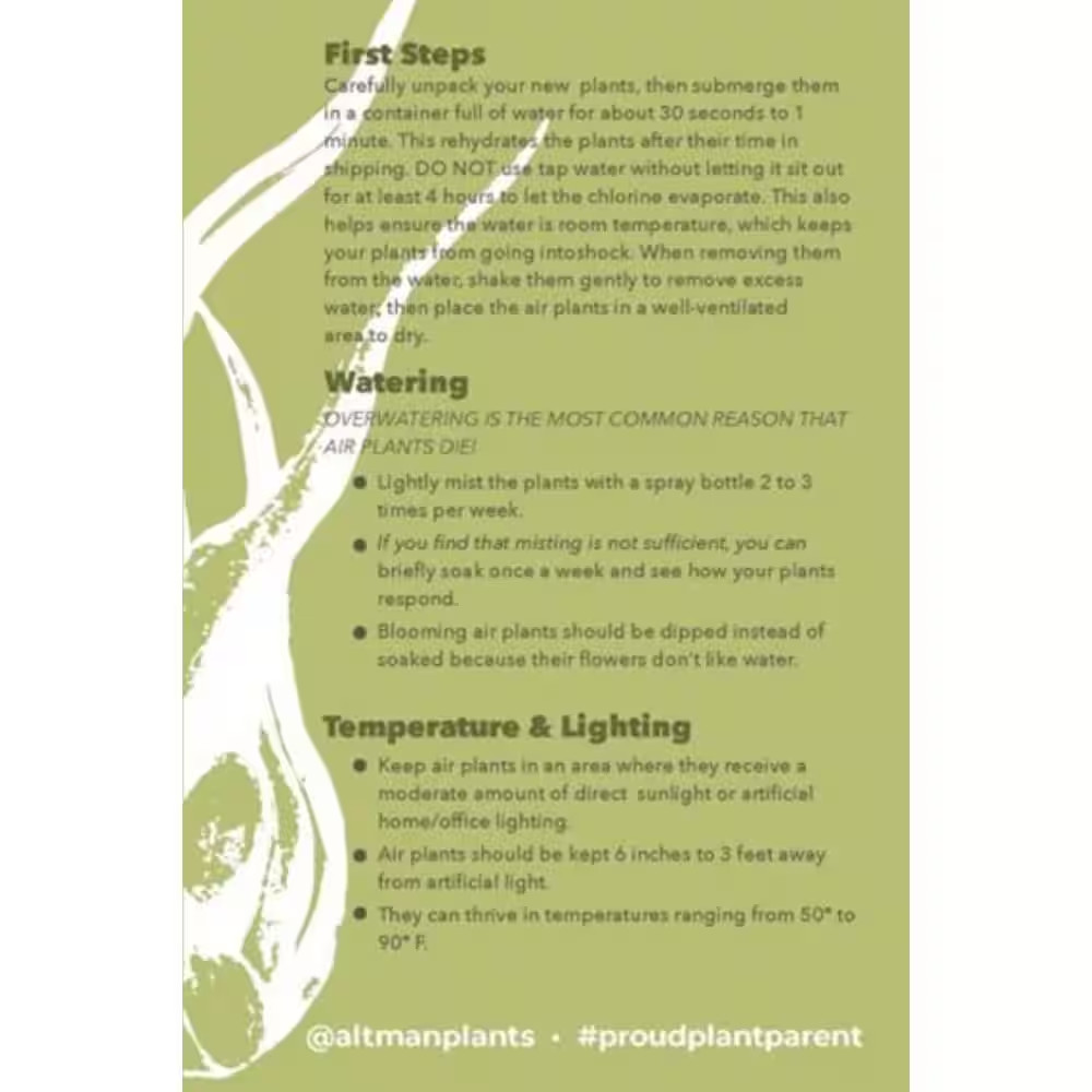 Air Plants Assorted (6-Pack)