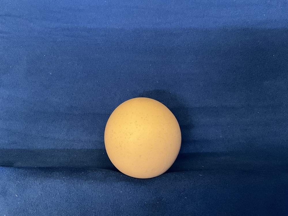Rare Brown Egg