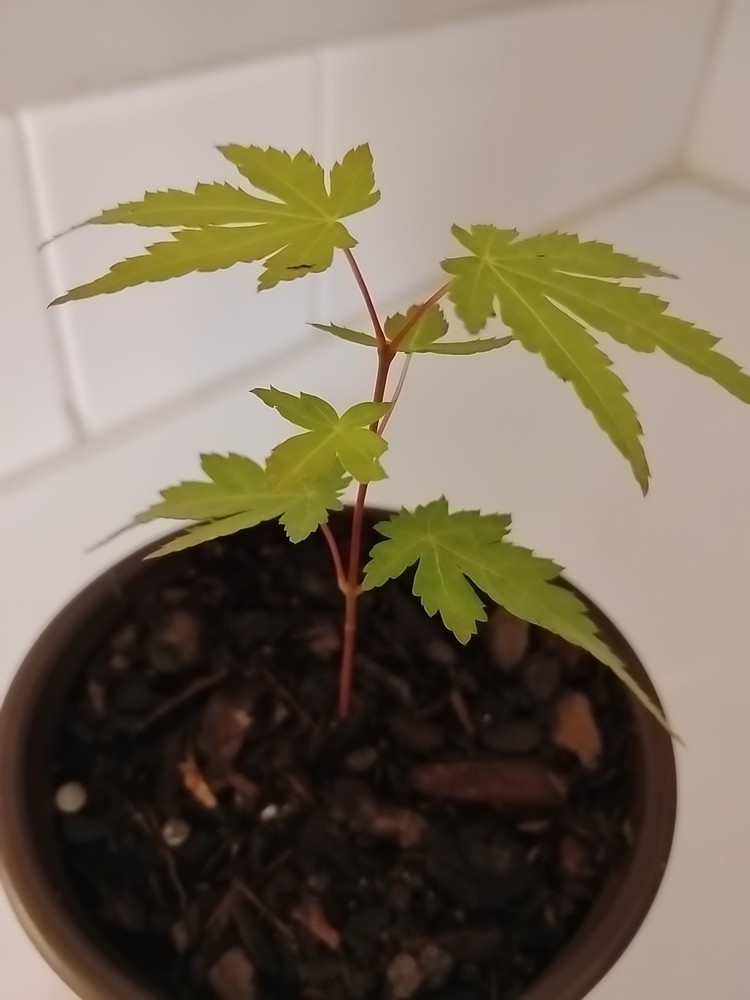 Green Leaf Japanese Maple Tree, 4" Pot.