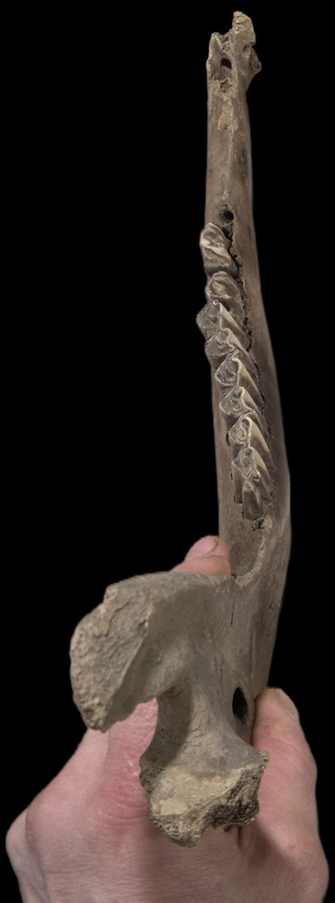 Bison Antiquus Jawbone