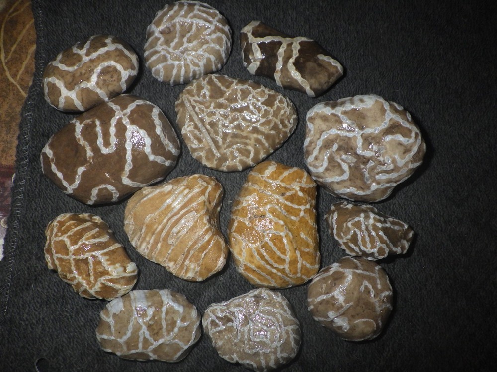 Chain Coral Halysites