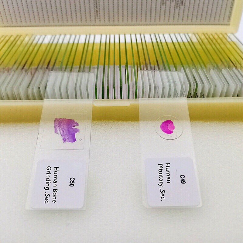 50PCS New Mammal Tissue Sections Histology Prepared Specimen Microscope Slides