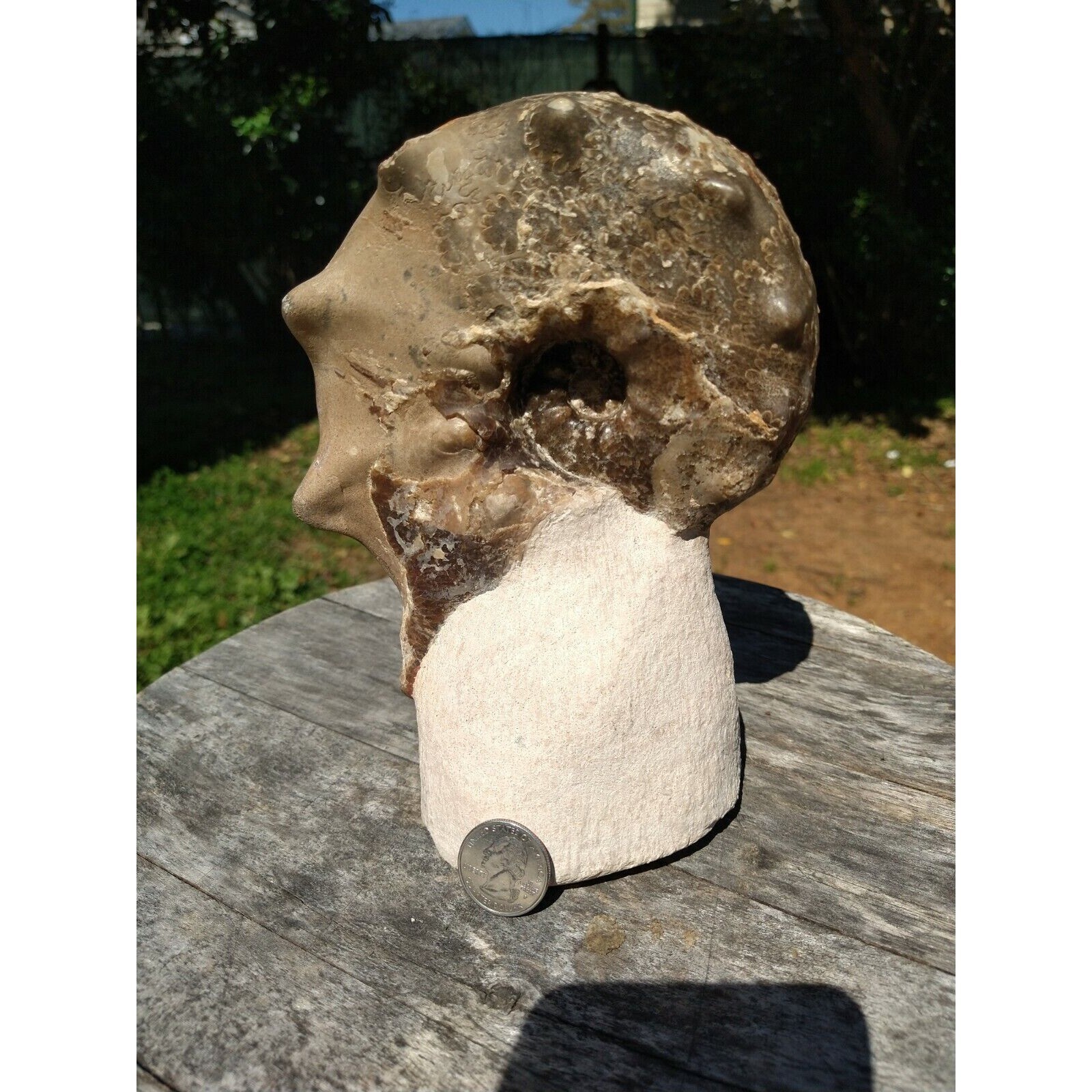 Mammites Nodosoides Ammonite Species.