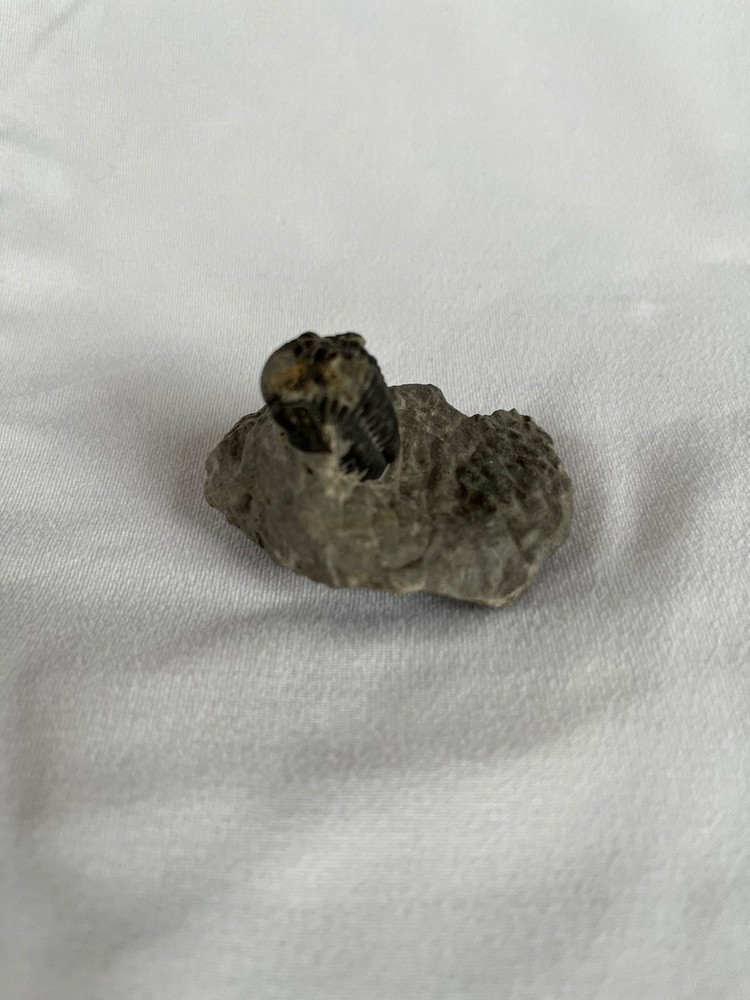 Trilobite