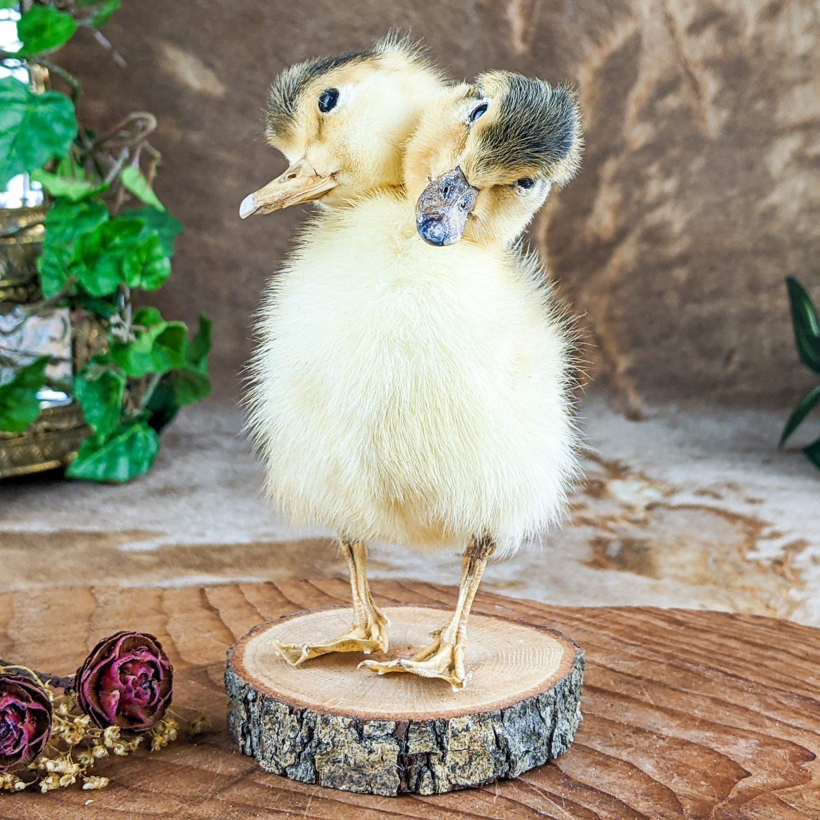 Two Headed Duck Duckling standing on wood species: Anas Platyrhynchos domesticus