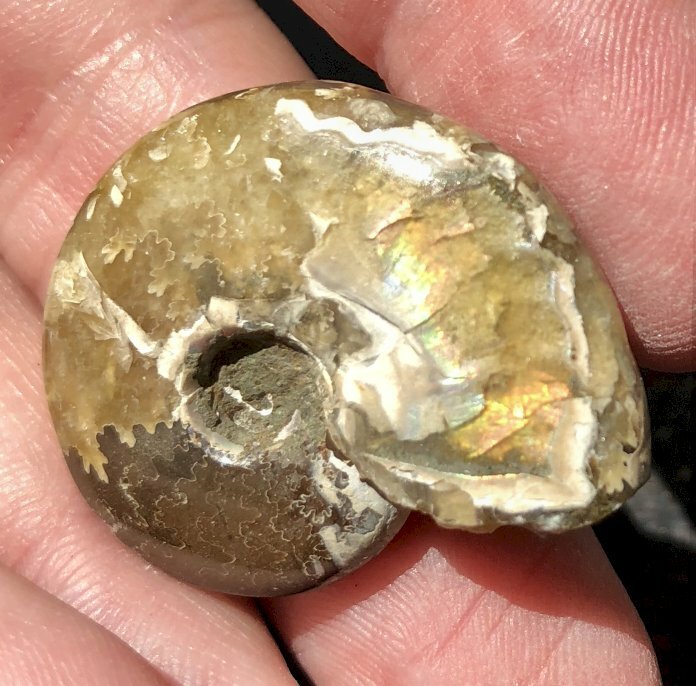 Polished Madagascar Iridescent AMMONITE Specimen - Stability! - C22