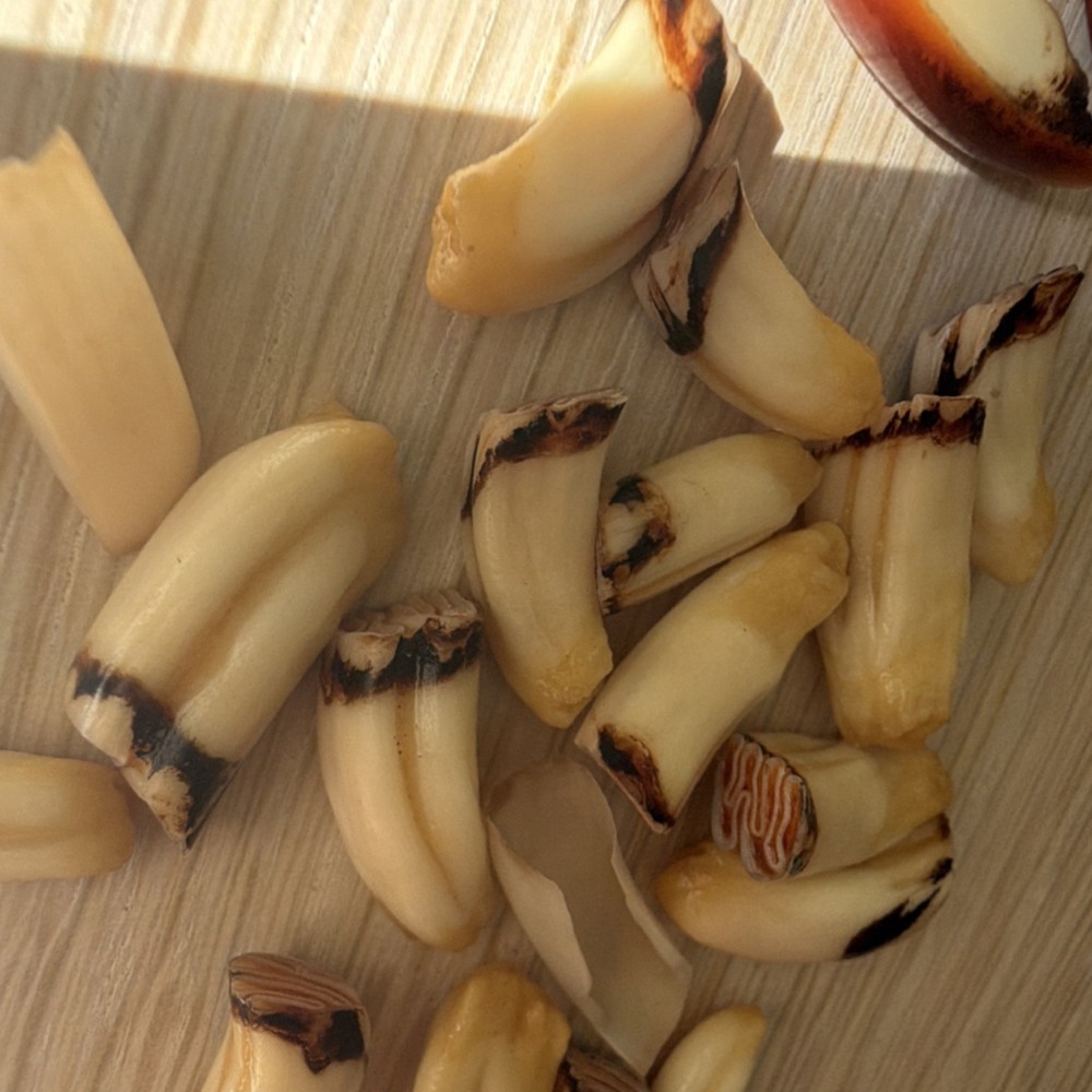 Beaver teeth