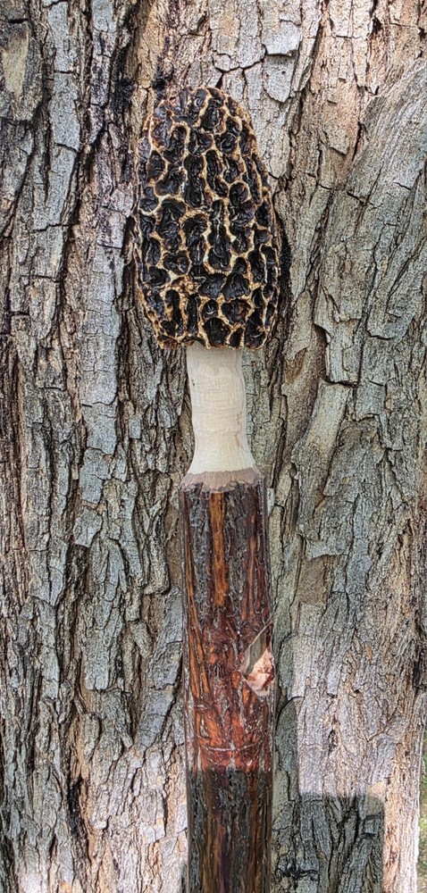 Morel Mushroom Hickory Hiking Stick with Compass