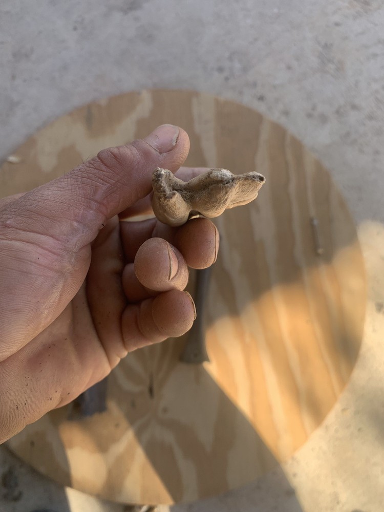 Fossilized Bison Bones