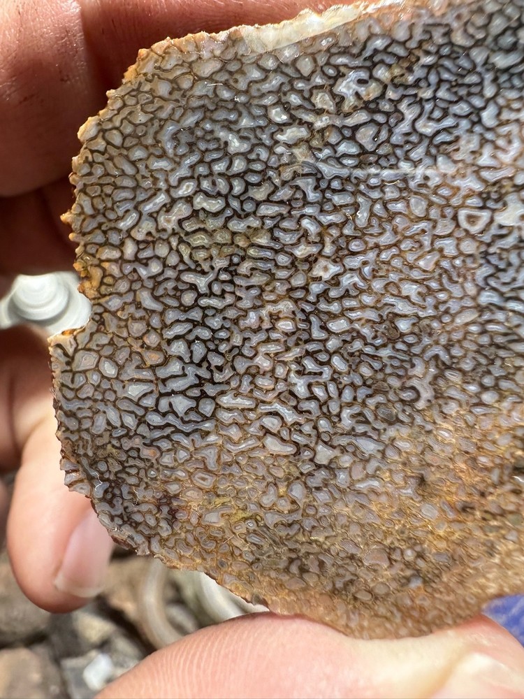 Dinosaur bone rough **hxtled slab.