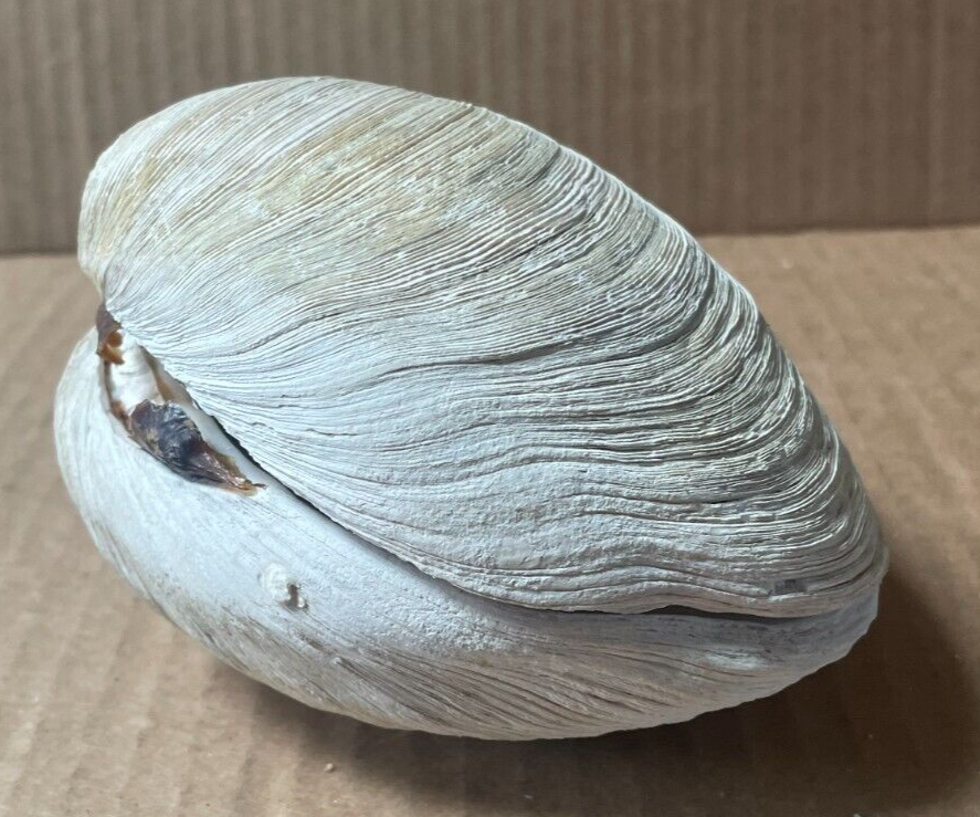 Vintage Ex Large Clam Shell Double Sided 4" x 4 1/2" (K)