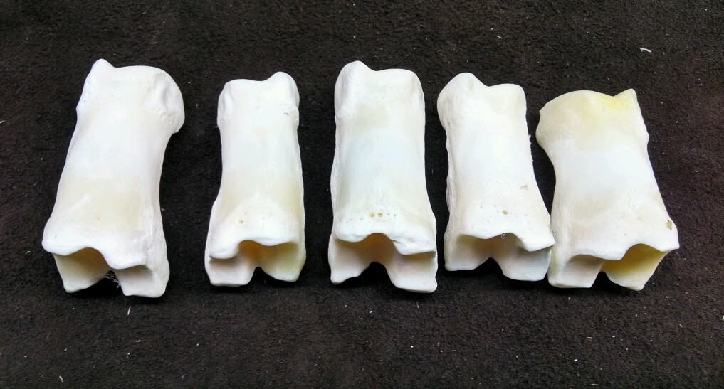 5 Buffalo Bison First Phalanges Foot Knuckle Bones