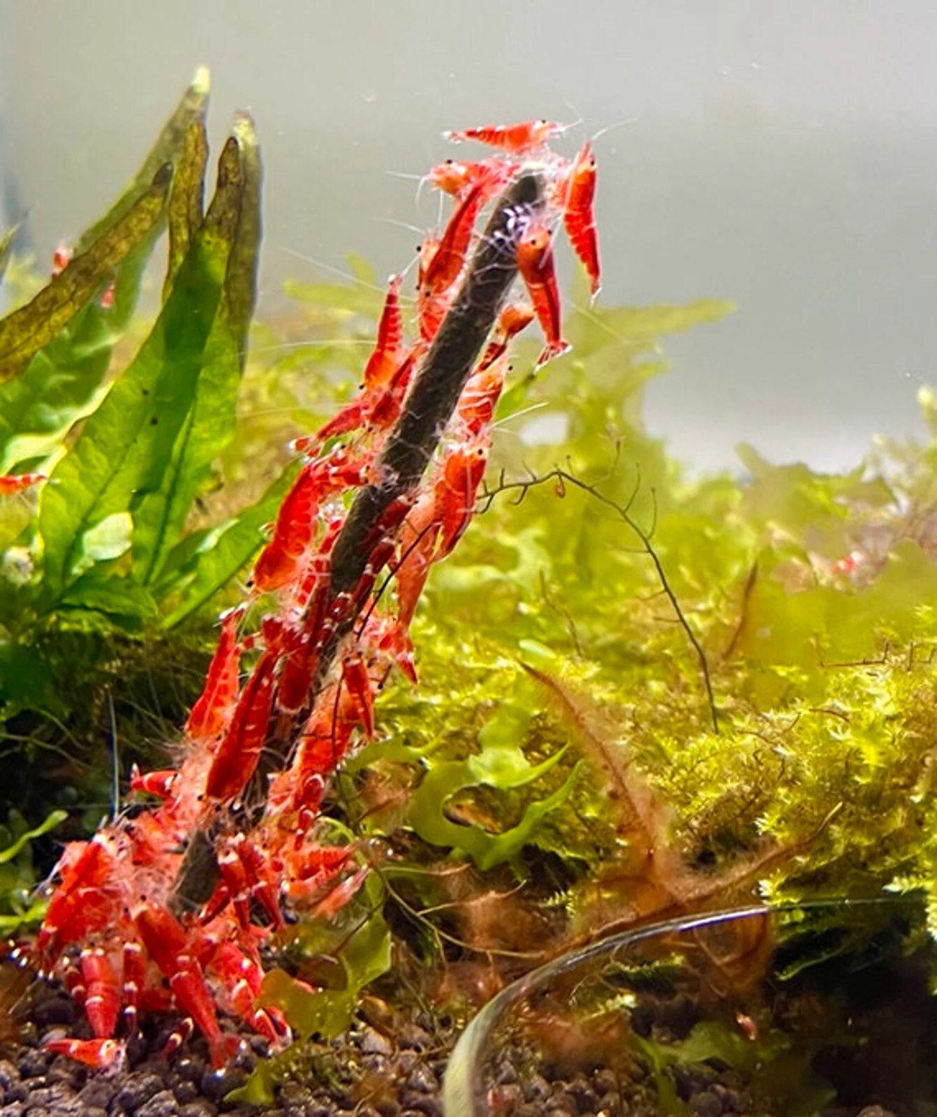 Shrimp Lollies 15 Sticks - All in One Lollies Nano - Homemade in USA Shrimp Food