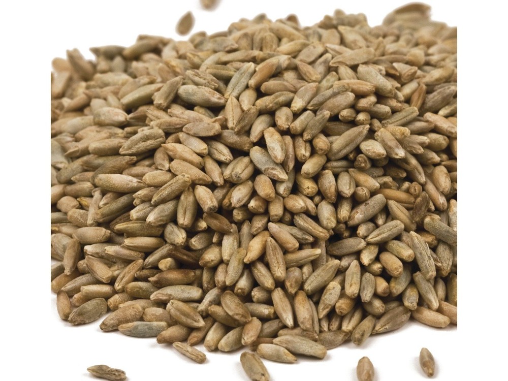 Organic Rye Berries 25 lbs.