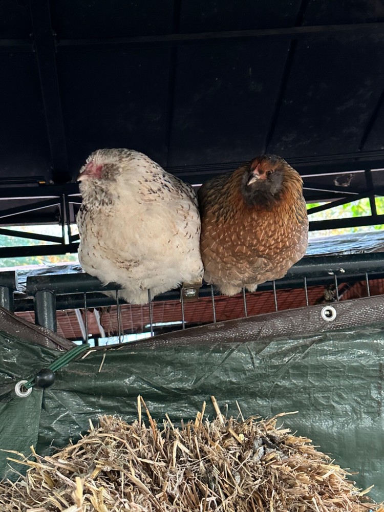 12 Rainbow chicken hatching eggs| Healthy Flock