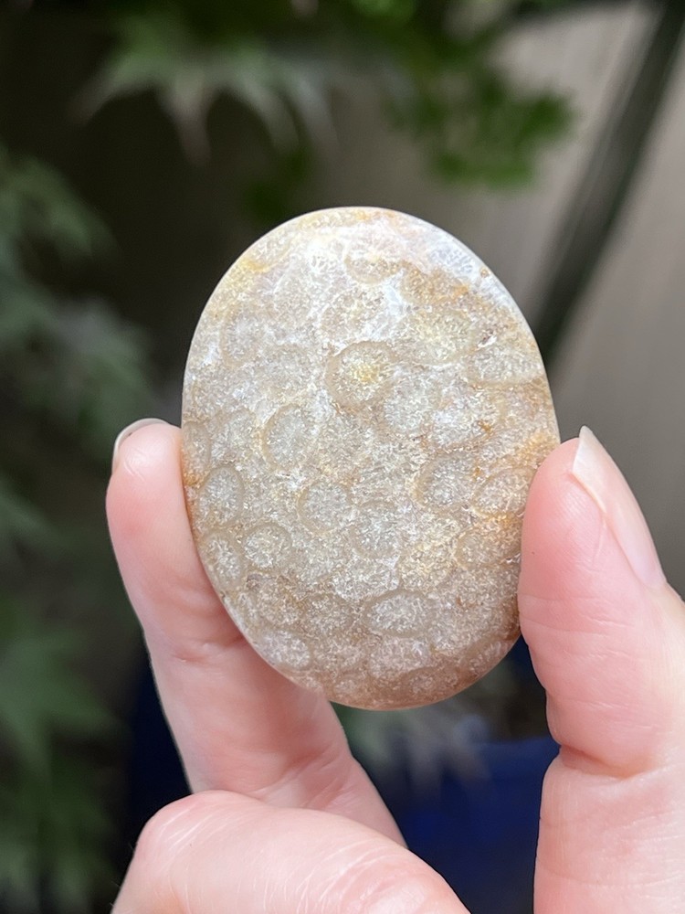 Fossilised Coral Crystal Palmstone AAA+ 17