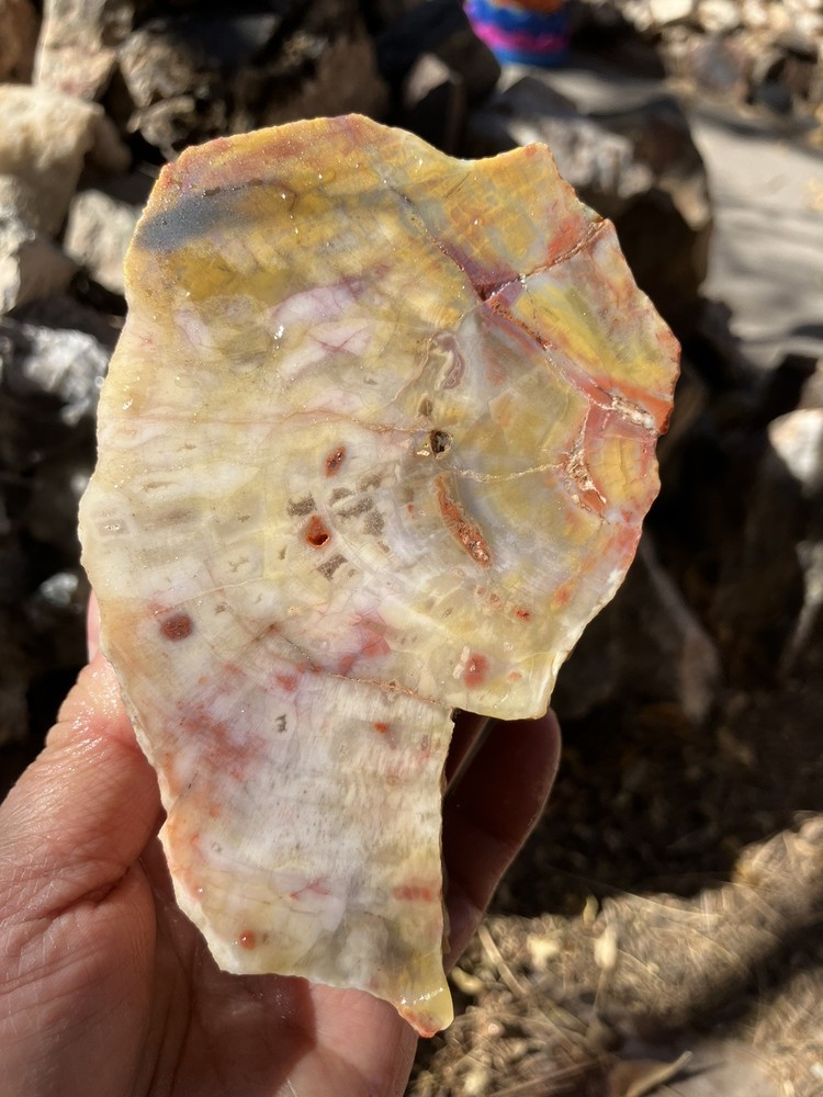 Arizona Petrified Wood Specimen