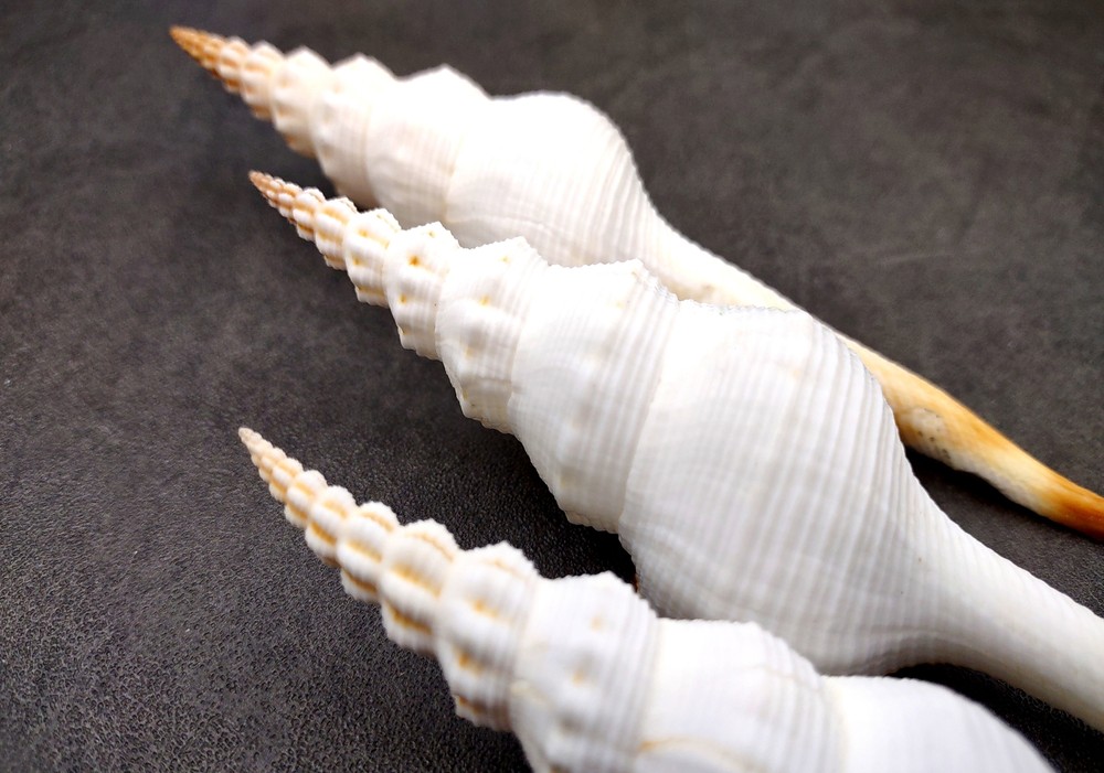 Du Petits Spindle Seashell White (1 shell approx. 5+ inches) Shell for crafts!