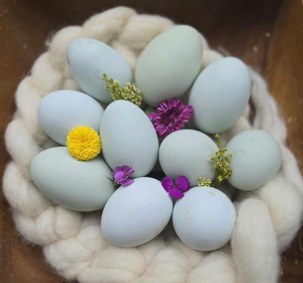 Dozen Blue Egger Hatching Eggs