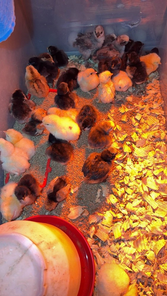 Chicken Hatching Eggs mixed breeds- 12+