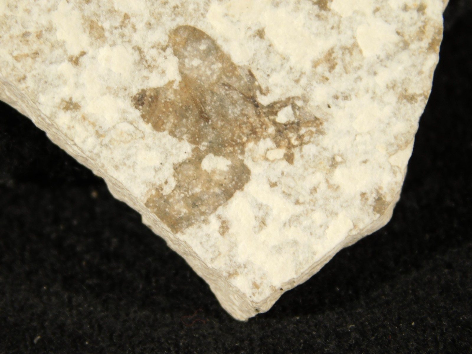 Winged INSECT FOSSIL 100% Natural From Fossil LAKE Wyoming 20.8gr