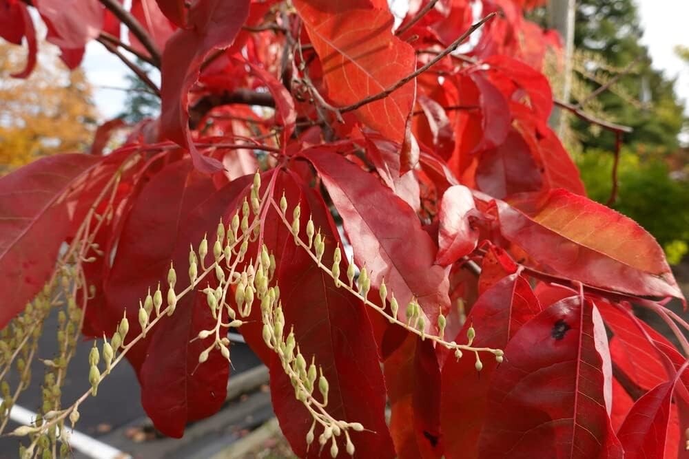 Sourwood Tree Seedlings