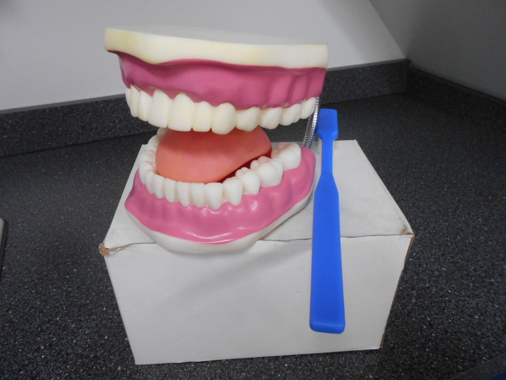HUMAN MOUTH TONGUE & TEETH MODEL WITH TOOTH BRUSH