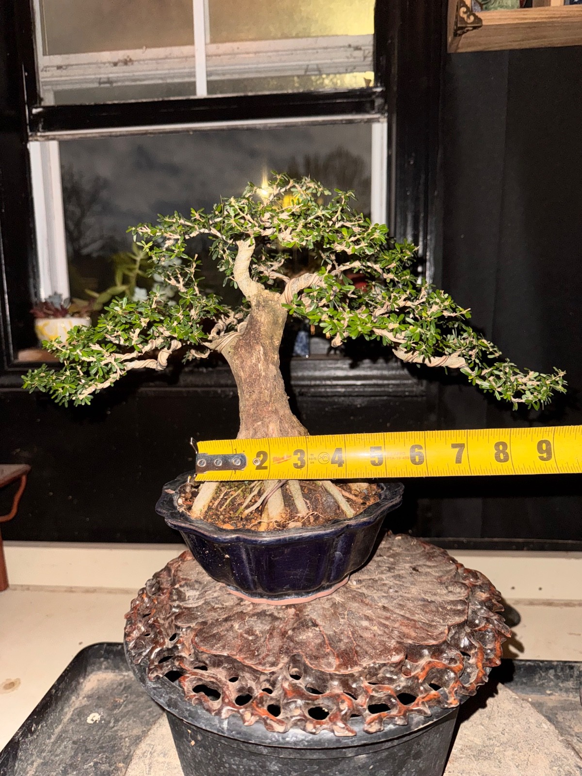 Desmodium, Vietnamese Blue Bell. Flowers Bonsai, Fragrant.