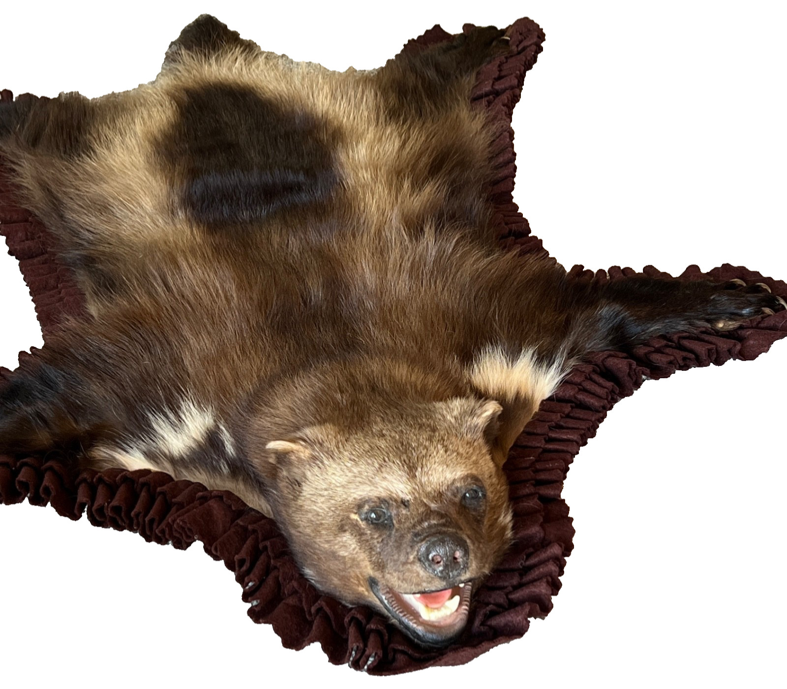 WOLVERINE Full Skin Rug Mount CANADA - Alaska Taxidermy Open Mouth Vintage