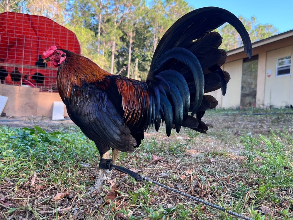 12 Plus Variety Hatching Eggs