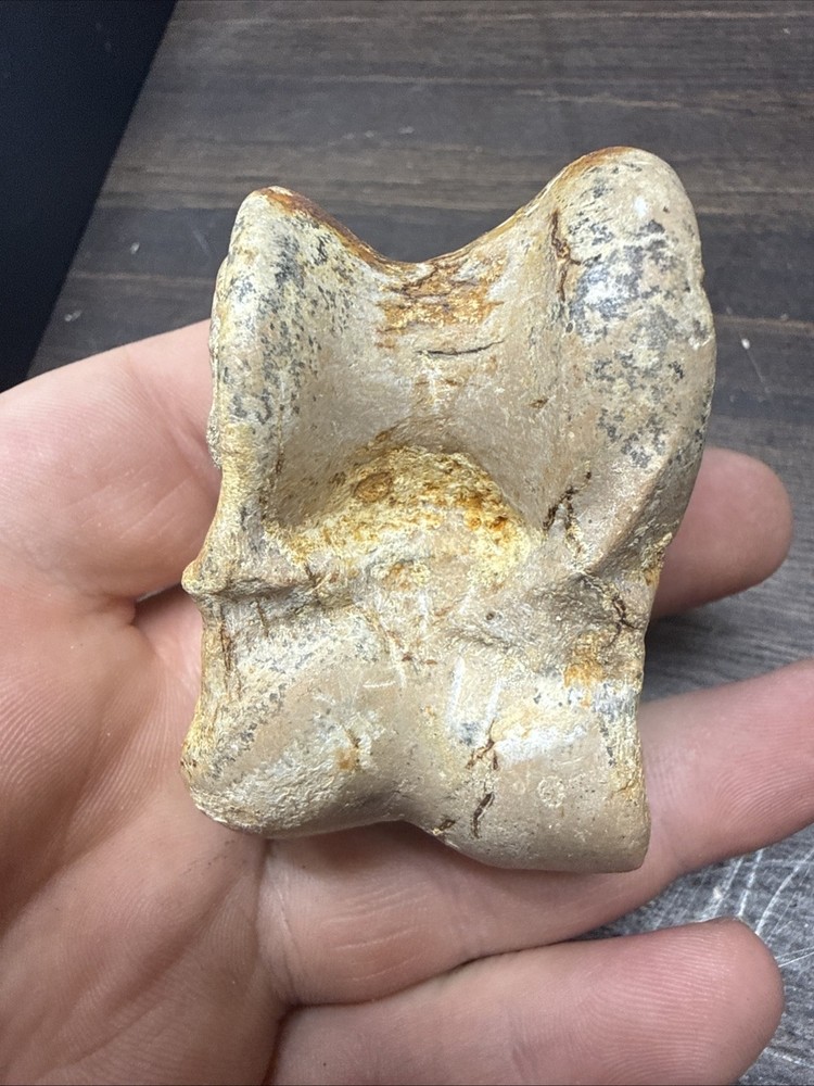 Unknown Fossil Specimen