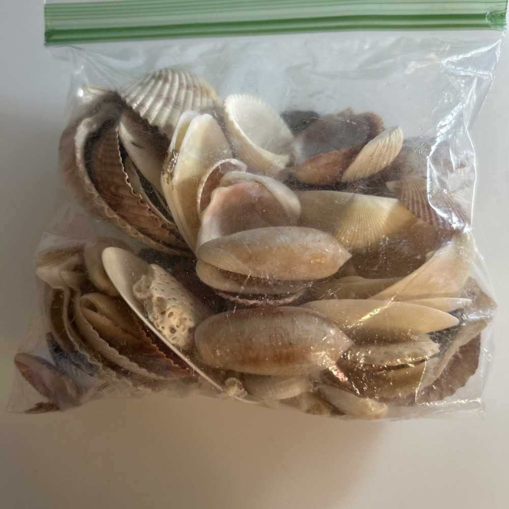 Sea Shell Lot Approximately 60 Shells 🐚 za8